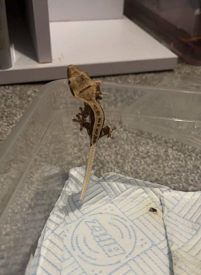 Preview of the first image of Baby lily white crested gecko.