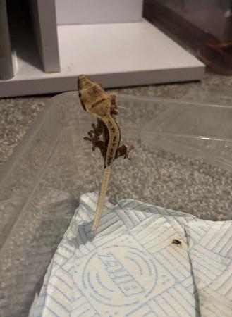 Image 1 of Baby lily white crested gecko