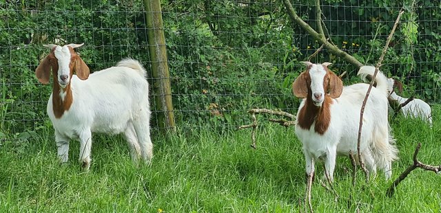 Image 2 of 2 Boer Cross Nanny Goat Yearlings