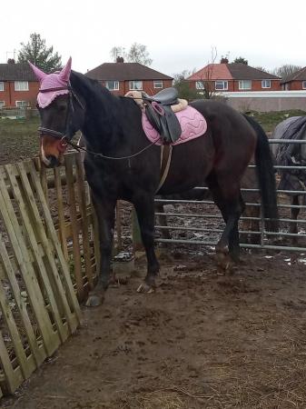 Image 2 of !! 16.2 gorgeous hack/project 7yr !! Open to offers