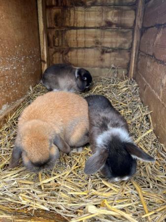 Image 2 of 4 baby rabbits for sale. 1 sooty 3 martinsable