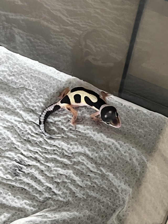 Zorro bandit leopard gecko
