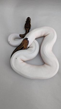 Image 2 of Whole collection of royal pythons for sale