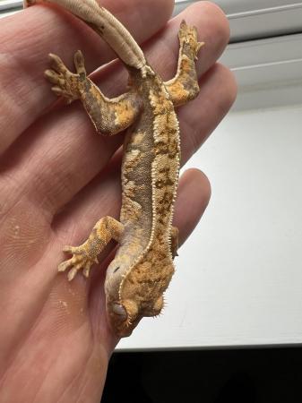 Image 4 of Crested Gecko hold back release.