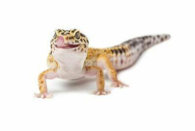 Image 6 of Baby Leopard Geckos lots of colours in stock