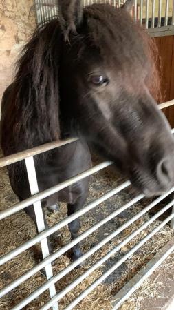 Image 1 of Shetland pony Black 10hh