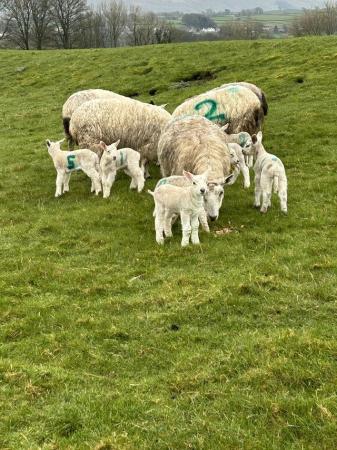 Image 3 of Ewes and lambs twins triple single