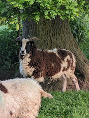 Image 2 of Jacob ewes for sale......