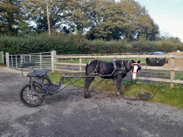 Image 1 of 13.1 10 year old ride and drive cob