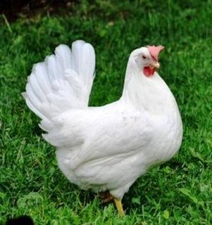 Preview of the first image of WHITE LEGHORN POINT OF LAY PULLETS special offer.