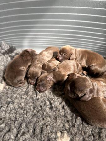 Image 5 of KC registered working cocker spaniels READY NOW!