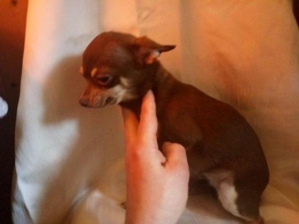Image 17 of DELILAH - a Delectable, Miniature Chocolate Chihuahua Girl !
