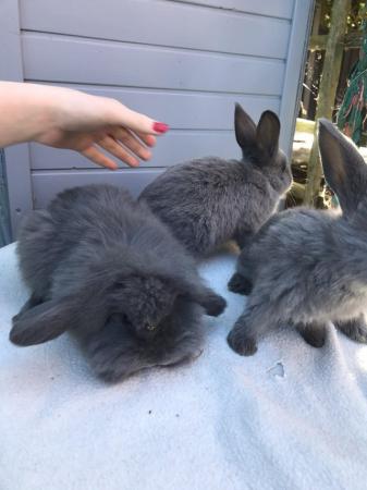Image 5 of 8 week old mini lop babies ready now