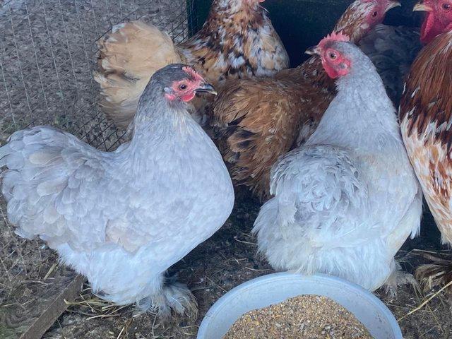 Preview of the first image of Pekin bantam hatching eggs for sale.
