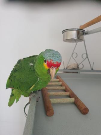 Image 4 of Amazon red lored parrot cookie