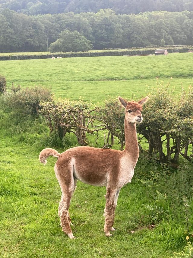 Preview of the first image of Alpaca - stunning BAS registered pedigree breeding male.