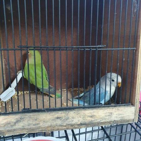 Image 4 of Rosy face( peach face) young lovebirds semi tame available