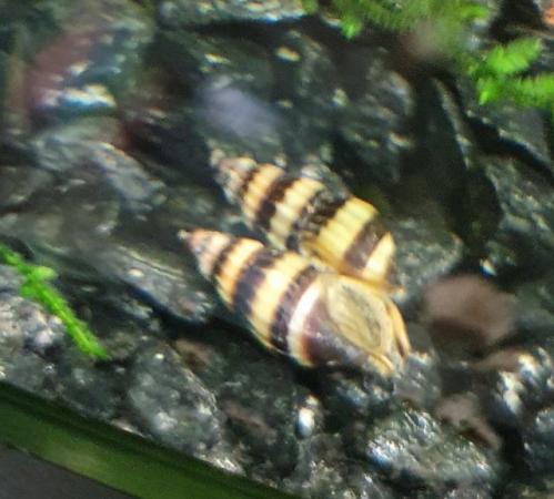 Image 2 of Assasin snails for sale