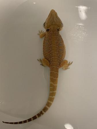 Image 1 of Breeding pair of bearded dragons with setup