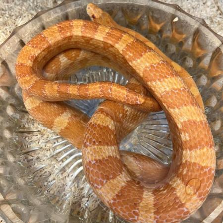 Image 4 of Girl corn snake albino 2 years