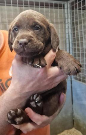 Image 9 of Chocolate labrador puppies for sale