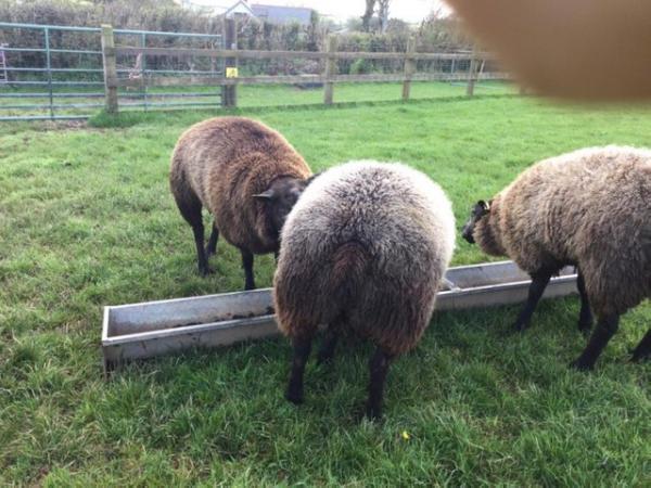 Image 2 of Blue Texel shearling ram for sale
