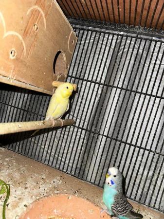 Image 3 of Stunning budgie babies for sale in bradford