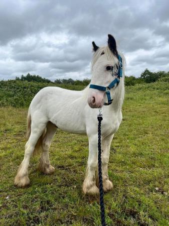 Image 11 of Easy Cob Foal etm 13.2hh Riding Pony/1st Ridden/Ride & Drive