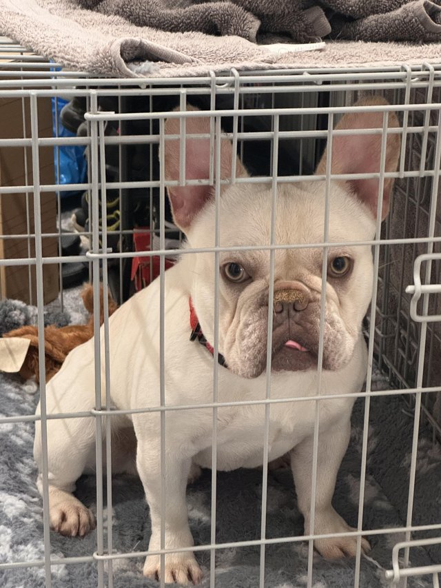 Preview of the first image of 1 year old platinum white French bulldog.