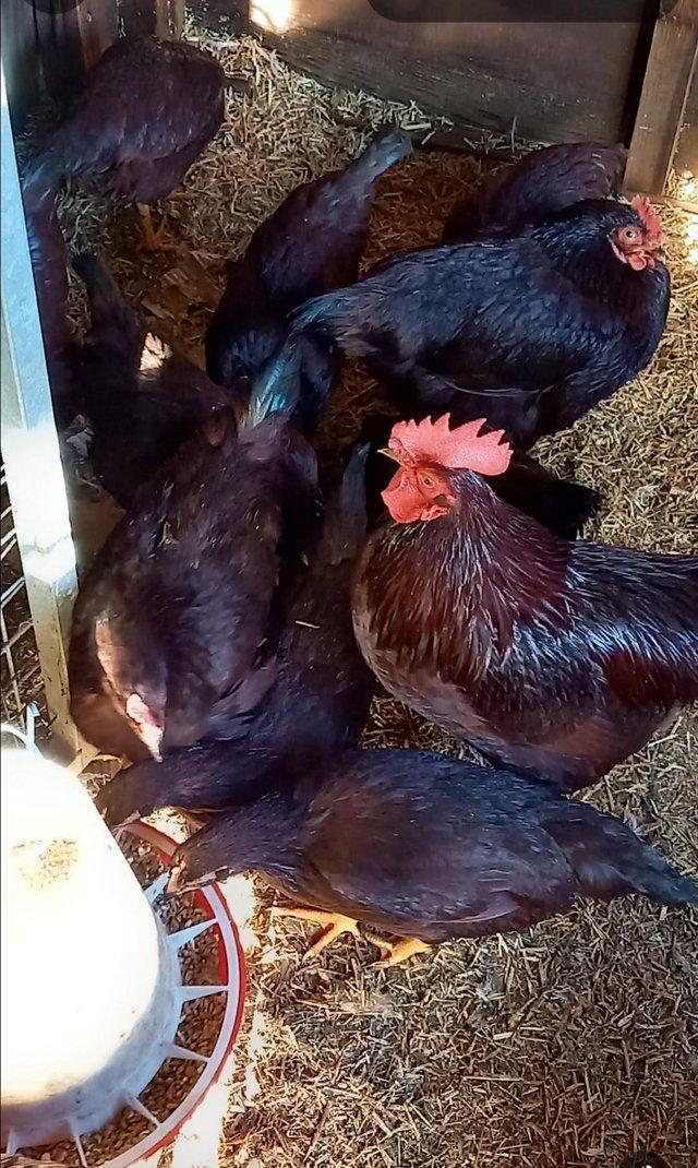 Preview of the first image of RHODE ISLAND RED BANTAM HENS , pullets and chicks.