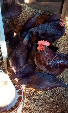 Image 1 of RHODE ISLAND RED BANTAM HENS , pullets and chicks
