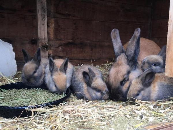 Image 2 of Thuringer Rabbits - Born Feb 28th