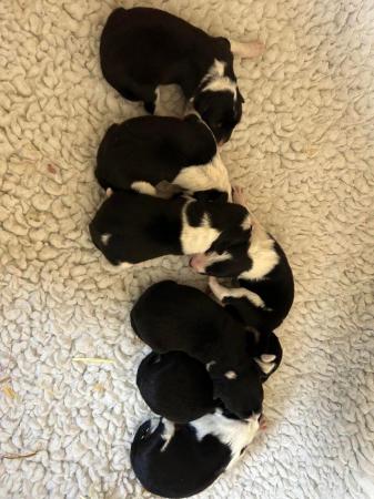 Image 4 of Beautiful Border Collie Puppies -