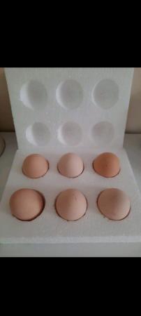 Image 2 of Vowerk chicken fertile eggs x 6