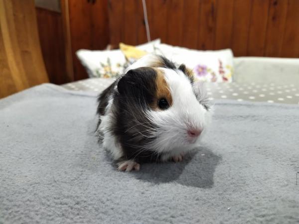 Image 1 of Male silkies guinea pig boars long haired