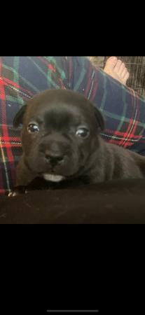 Image 5 of Staffordshire bull terrier puppy (female)