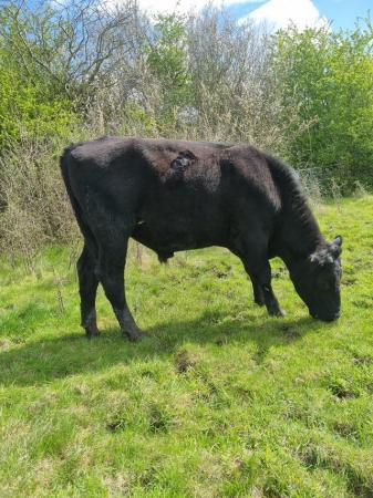 Image 3 of 3 x Aberdeen Angus Store steer and heifers, 22 months old