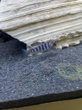 Image 4 of Mixed cichlids all for sale
