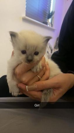 Image 7 of Beautiful ragdoll kittens for sale