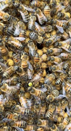 Image 8 of Mated Queen Bee 2024 for sale