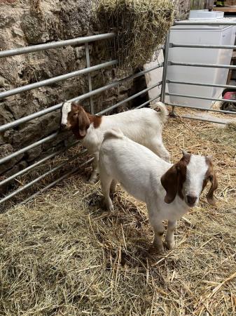 Image 1 of Boer kids male x 1 for sale