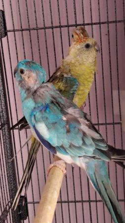 Image 3 of 3x Red Rump Parakeets For Sale