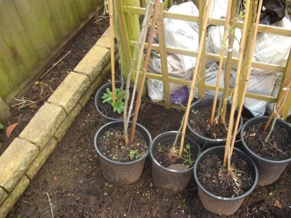 Image 1 of Young Curly Willow trees (twist as they grow) 5 ft tall