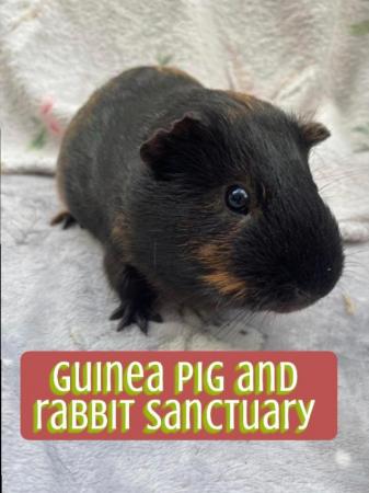 Image 25 of Sanctuary for rabbits and guinea pigs
