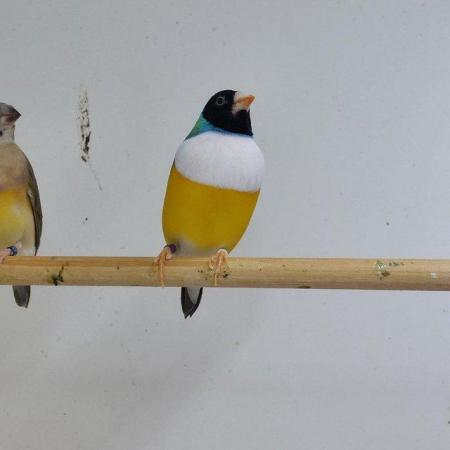 Image 3 of Pairs of Gouldian finches 23/24 breed