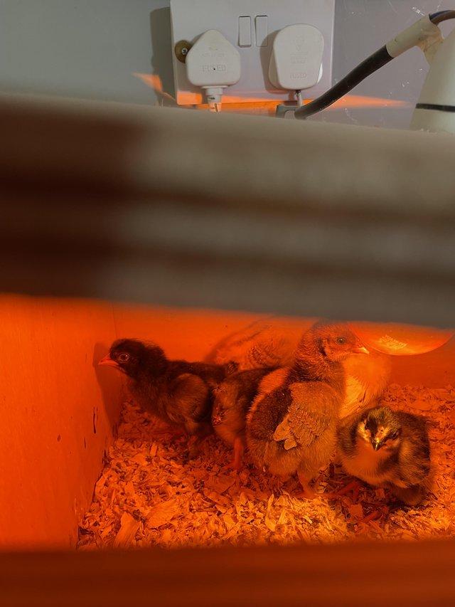 Preview of the first image of 5day old baby chicks for sale.