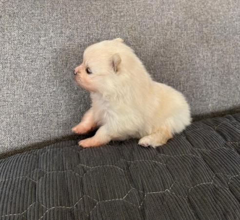 Image 8 of Cream and white Pomeranian Puppy’s