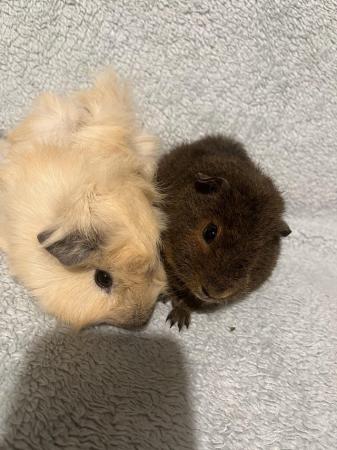 Image 9 of Male Guinea pigs for sale