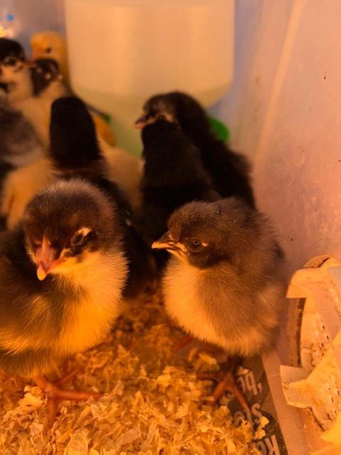 Preview of the first image of Day old Blue Maran, Black Maran, Sussex Buff chicks.