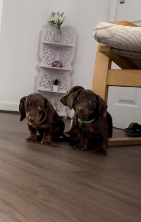 Image 5 of Champion Bloodline Miniature Dachshund puppies